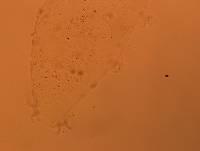 Doryphoribius flavus image