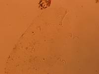 Doryphoribius flavus image