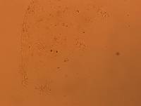Doryphoribius flavus image