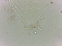 Doryphoribius flavus image