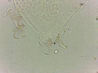 Doryphoribius flavus image