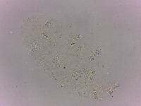 Doryphoribius flavus image
