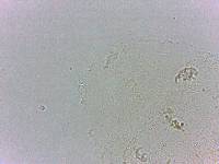 Doryphoribius flavus image