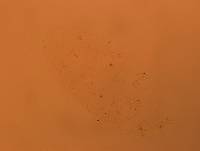 Doryphoribius flavus image