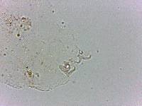 Doryphoribius flavus image
