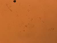 Doryphoribius flavus image