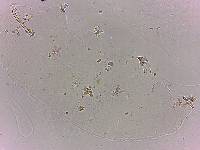 Doryphoribius flavus image