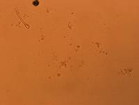 Doryphoribius flavus image