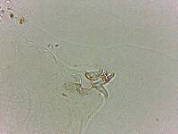 Doryphoribius flavus image