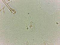 Doryphoribius flavus image