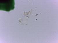 Doryphoribius flavus image