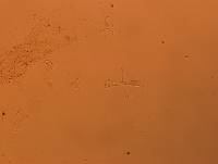 Doryphoribius flavus image