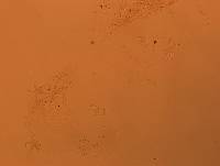 Doryphoribius flavus image