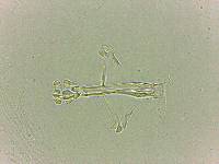 Doryphoribius flavus image