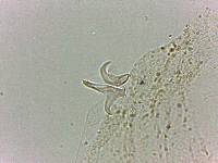 Doryphoribius flavus image