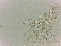 Doryphoribius flavus image