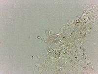 Doryphoribius flavus image