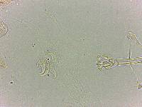 Doryphoribius flavus image