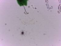 Doryphoribius flavus image