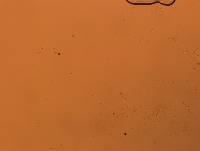 Doryphoribius flavus image