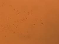 Doryphoribius flavus image