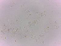 Doryphoribius flavus image