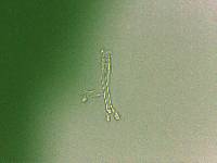 Doryphoribius flavus image