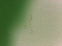 Doryphoribius flavus image
