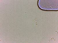 Doryphoribius flavus image
