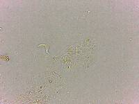 Doryphoribius flavus image