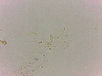 Doryphoribius flavus image