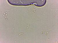 Doryphoribius flavus image