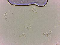 Doryphoribius flavus image
