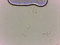 Doryphoribius flavus image