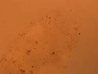 Doryphoribius flavus image
