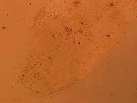 Doryphoribius flavus image