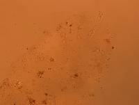 Doryphoribius flavus image