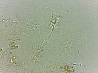 Doryphoribius flavus image