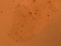 Doryphoribius flavus image