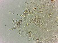 Doryphoribius flavus image