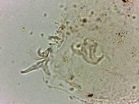 Doryphoribius flavus image