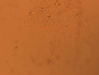 Doryphoribius flavus image