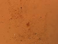 Doryphoribius flavus image