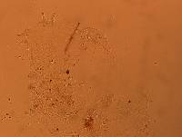 Doryphoribius flavus image