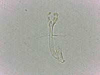 Doryphoribius flavus image