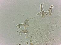 Doryphoribius flavus image