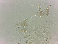 Doryphoribius flavus image