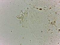 Doryphoribius flavus image