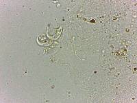 Doryphoribius flavus image