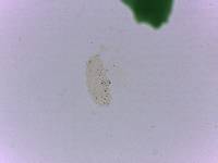 Doryphoribius flavus image